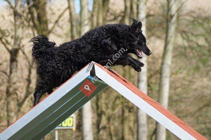 Agility Awareness