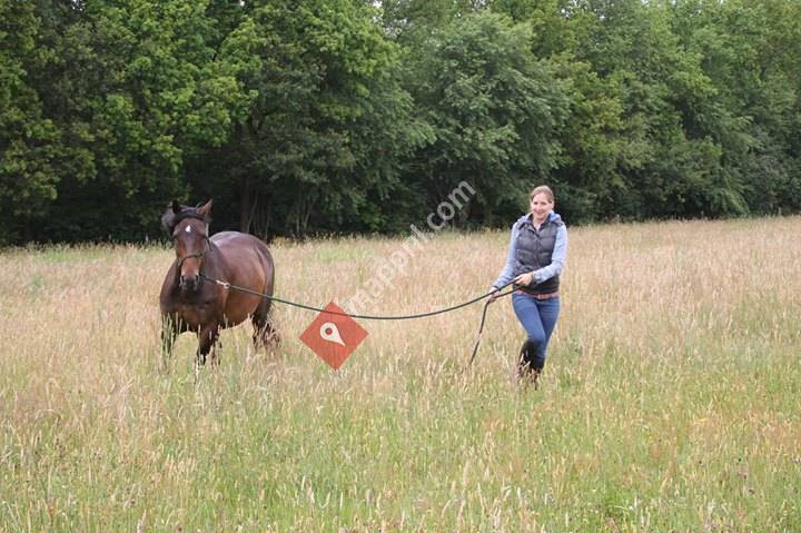 Angca - Horse & Performance