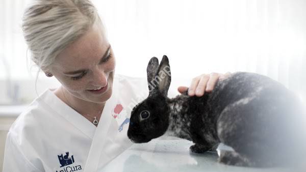 AniCura Dierenkliniek Beverwijk - Büllerlaan