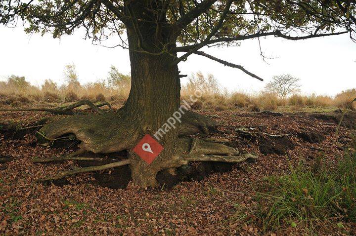 Atelier de Levensboom