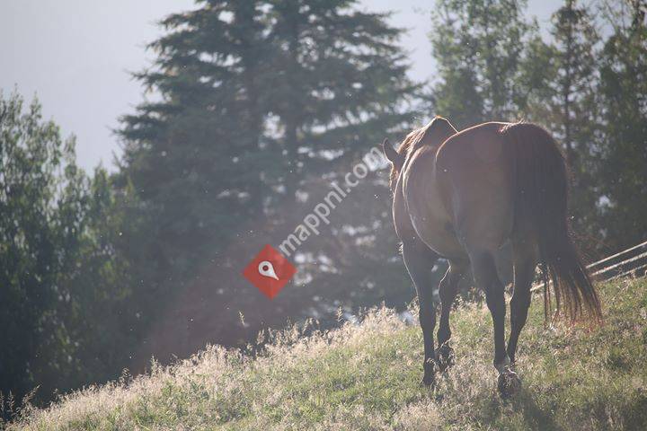 AVK покупка-продажа выездковых коней