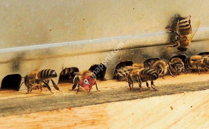Beez at Work