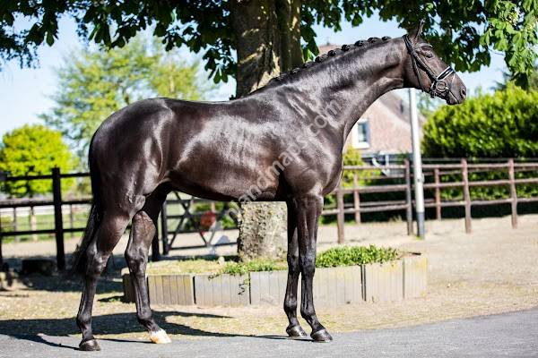 Buying Dressage Horses