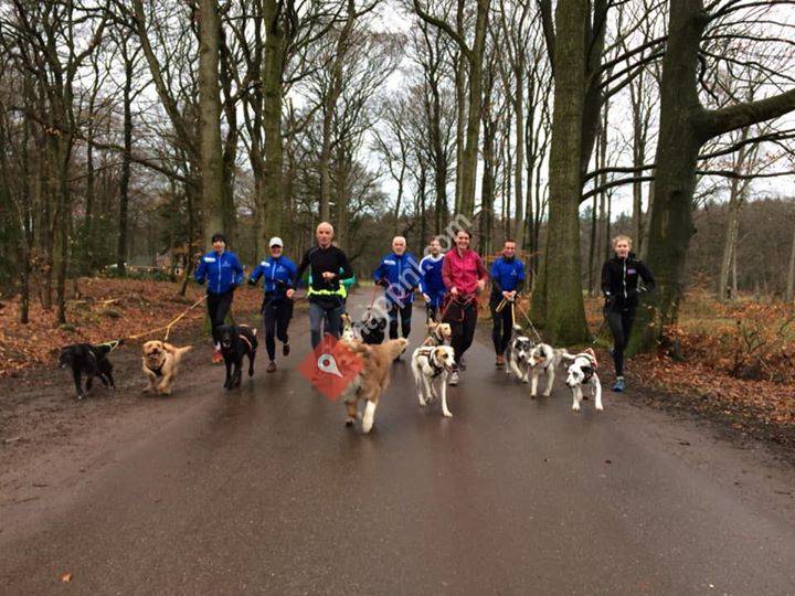 Canicross Gelderland