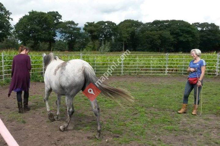 Cinzenta paardencoaching