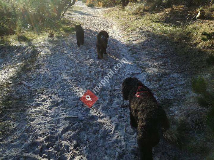 Comast Coaching en Training