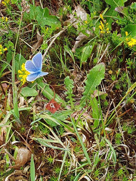 De blauwe vlinder