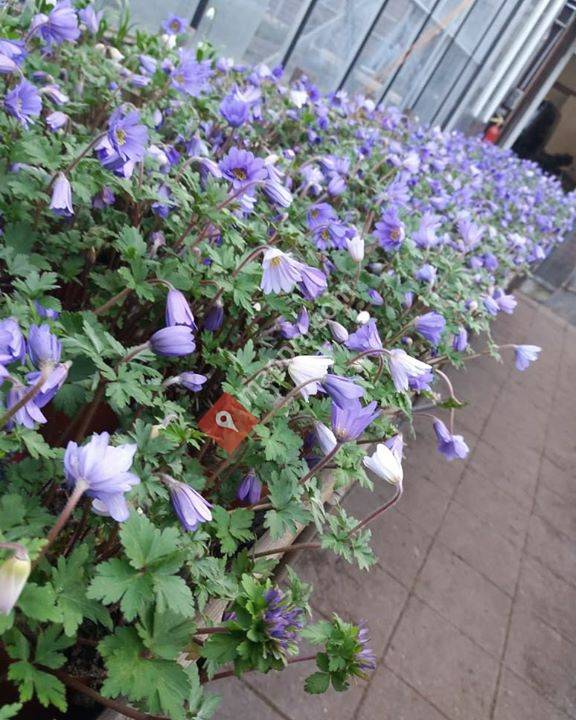 De Goede Bloembollen