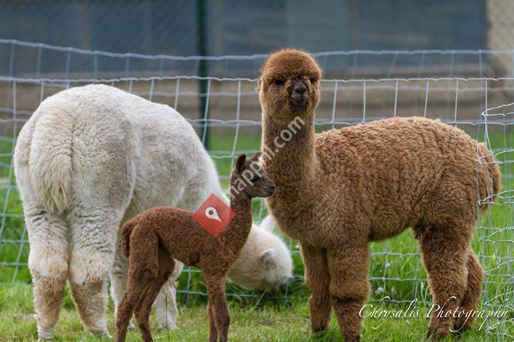 De IJspoort - Alpaca Mountain