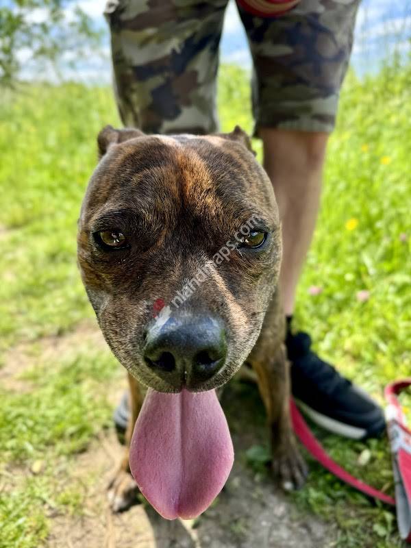 Dierenartsenpraktijk Bommelerwaard