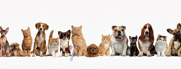 Dierenartsenpraktijk de Keerhoeve - Vestiging Voorschoten