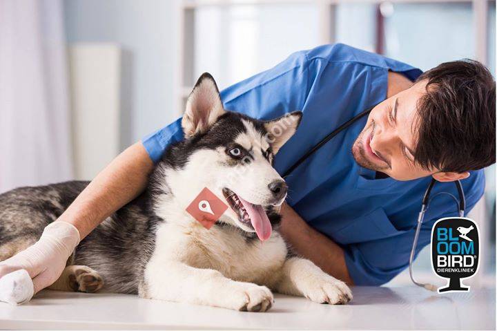 Dierenkliniek Bloombird Zuidoostbeemster