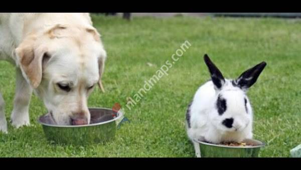 Diergeneeskundig Centrum Zuid-Oost Drenthe