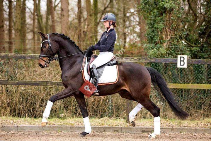 Dressuurstal Michelle Vacquier