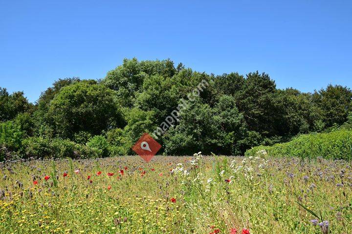 Duinen van Oostvoorne