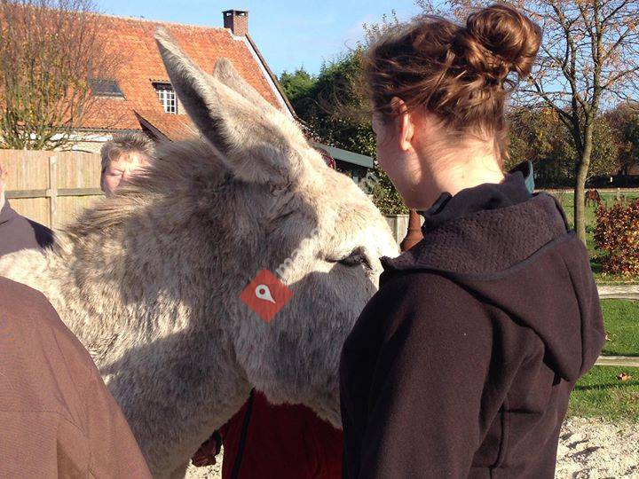 Equuscoaching en opleiding