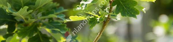 Gelderplant Export B.V.