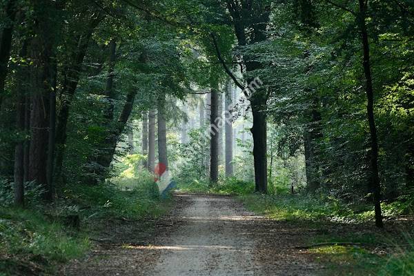 Groesbeekse Bos