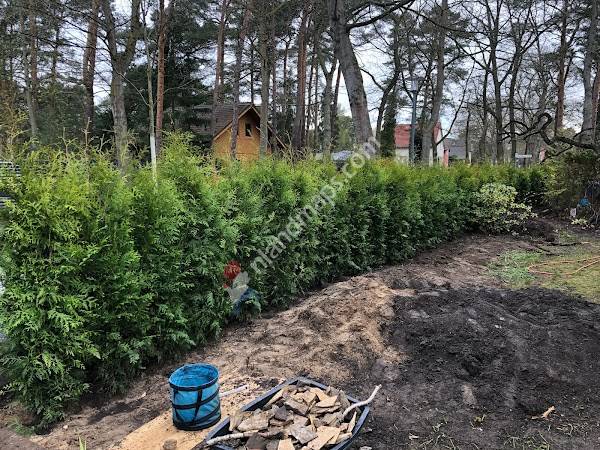 Heckenpflanzen Heijnen