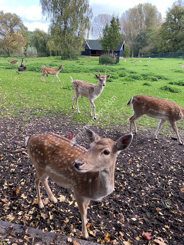 Hertenkamp Kralingse Bos