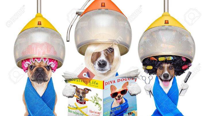 Hondenkapsalon Amanda