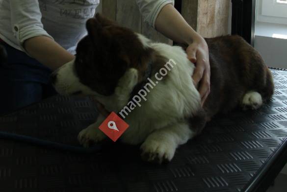 Hondentrimsalon DiTa