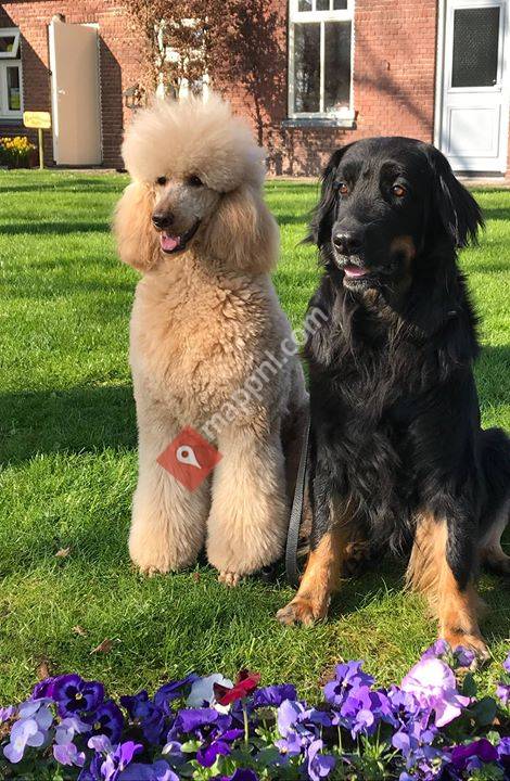 Hondentrimsalon Pluto