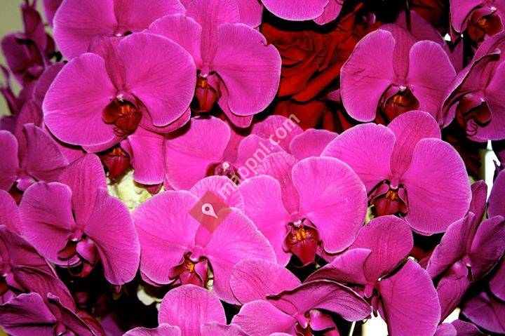 Hoogenboezem Mode & Wonen