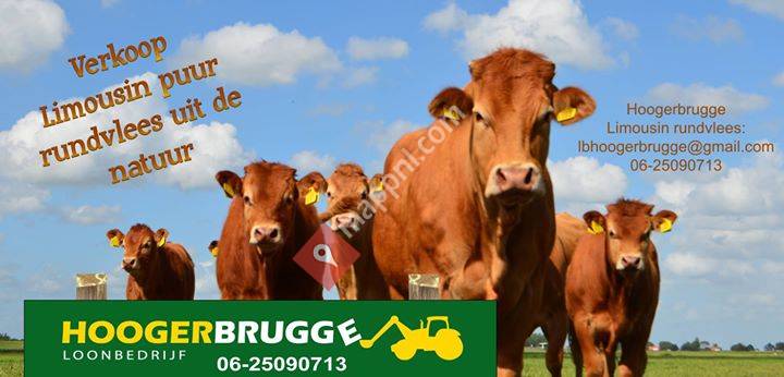 Hoogerbrugge Limousin veehouderij