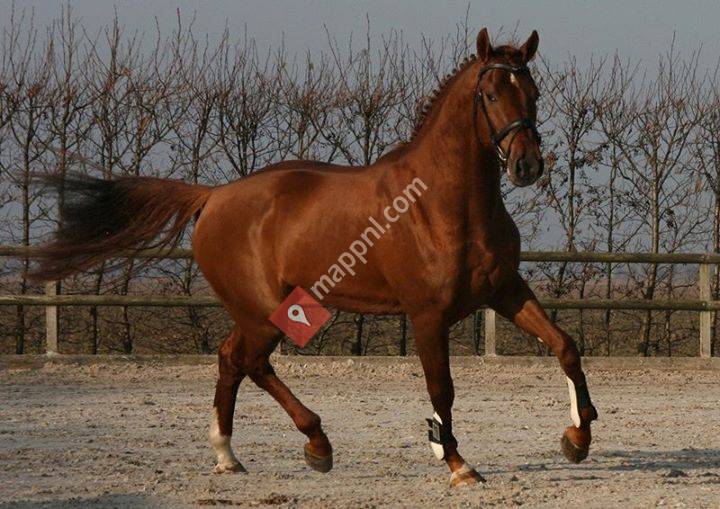 Horse Respect Freestyle Training