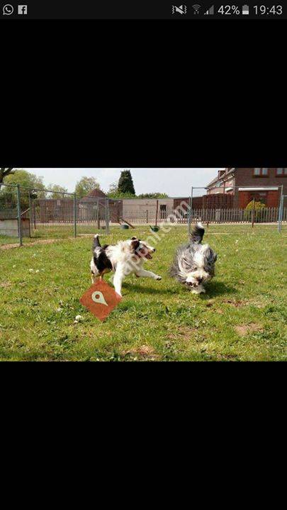 Huisdieren centrum van gaalen