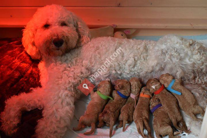 Indy en haar doodles