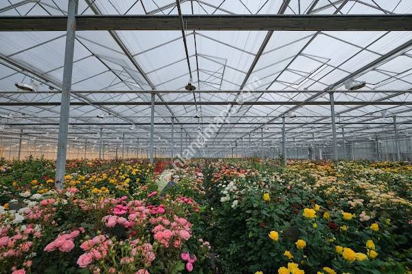 Interplant Roses B.V.