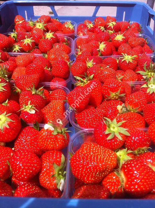 Jacobs Fruit Supply
