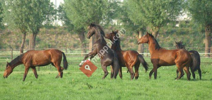 Jenny's sporthorses