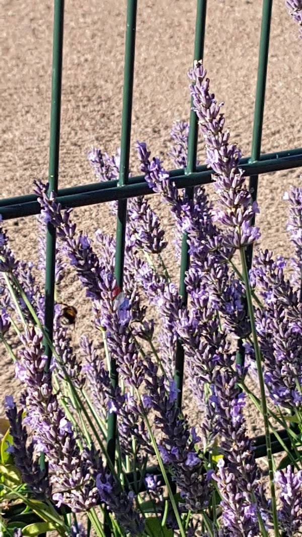 Jeugd Atletiek Vereniging ATHLOI