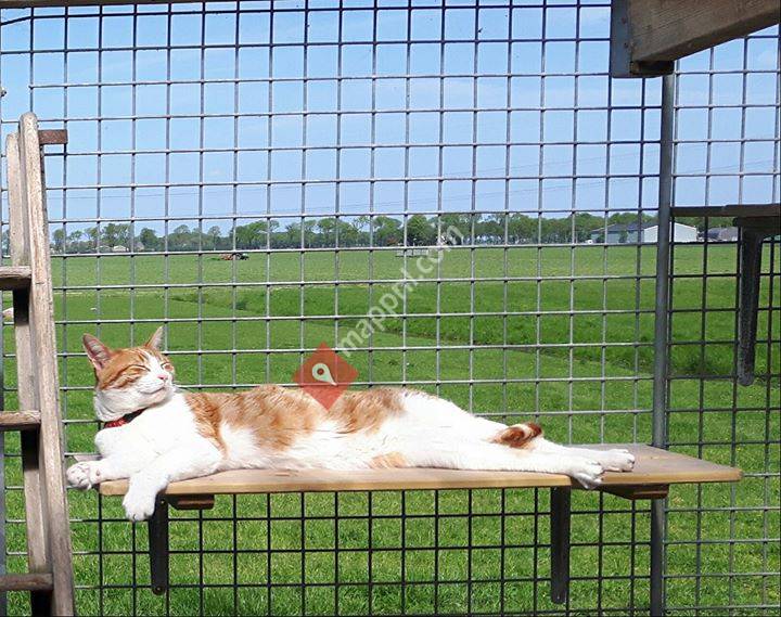 Kattenpension The Old Cat Inn