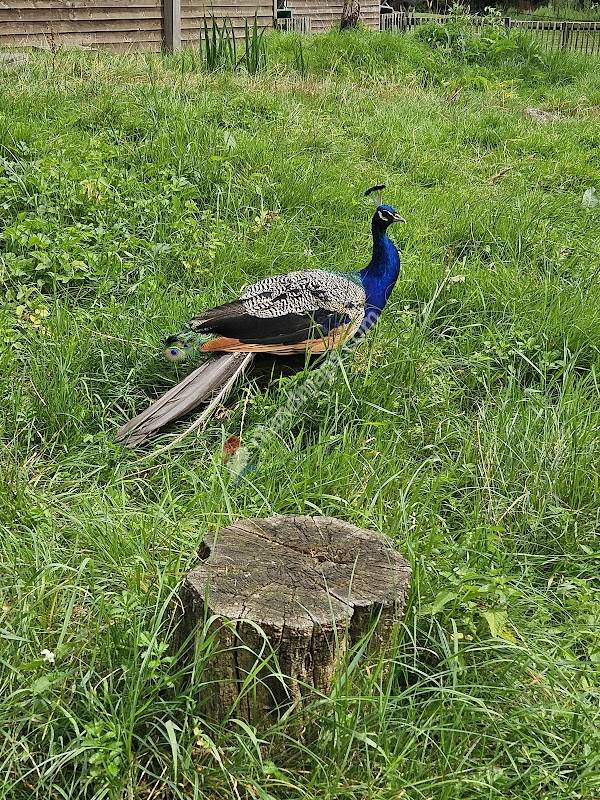 Kinderboerderij De Blijde Wei