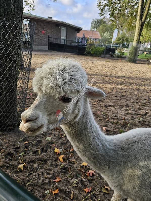 Kinderboerderij Papenhoeve