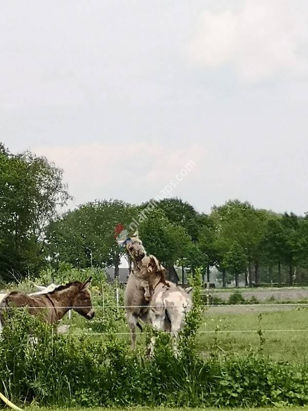 Kreitsberg Ezelwandelingen