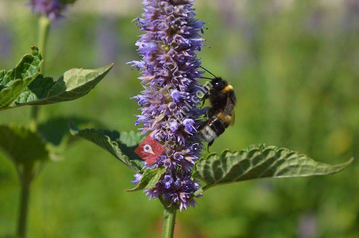 KruidenBeleving - Ellen Angelino