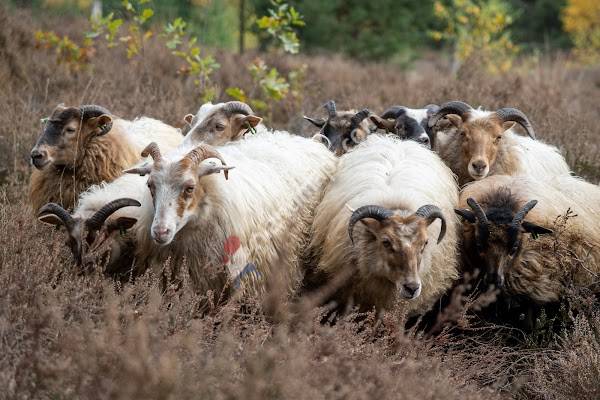 Landgoed Twente Fair