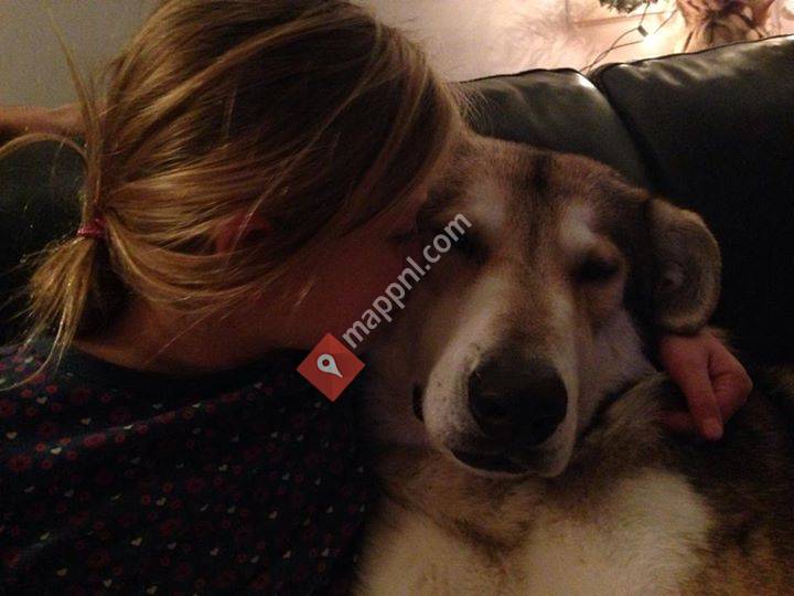 Lasse de Saarlooswolfhond