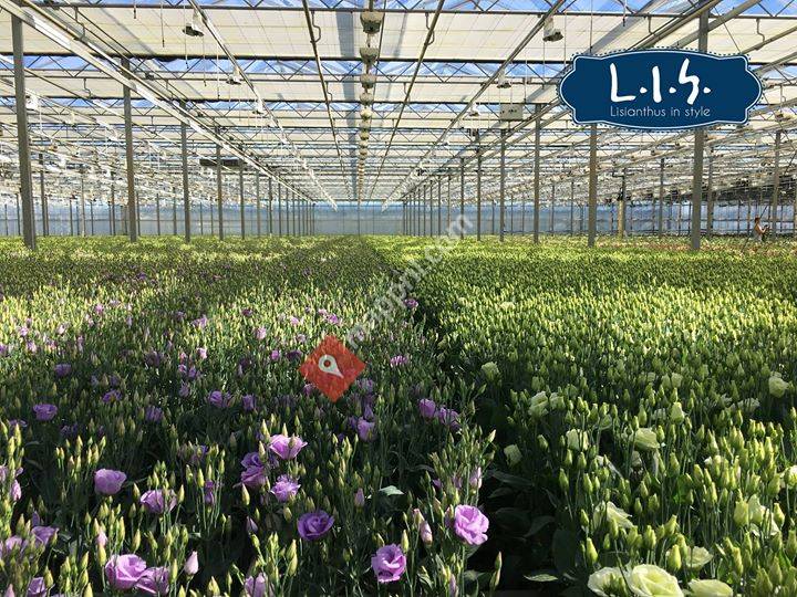 LIS Lisianthus