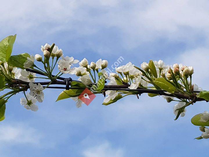 Medisch pedicure Anita de Boer