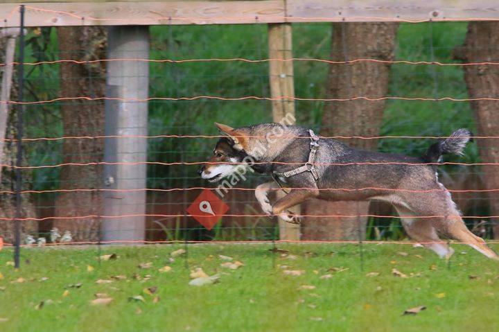 Natsumi Sou Shikoku kennel