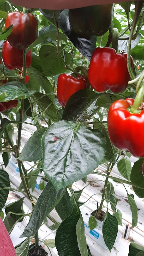 Nature's Alliance BV