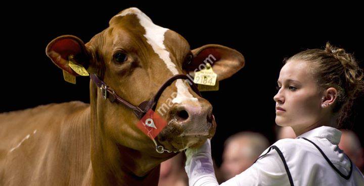 NRM - Nationale Rundvee Manifestatie