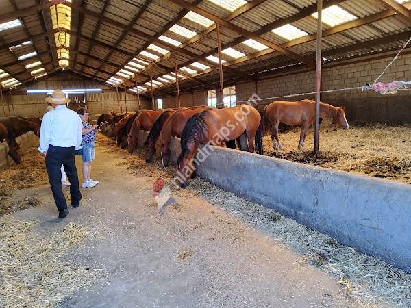 Orchid's Paardenmelkerij