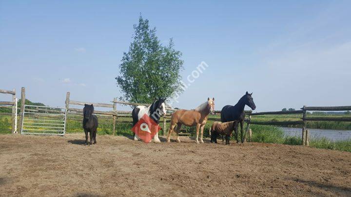 Paard & Wijs - Stal Schouwenaars